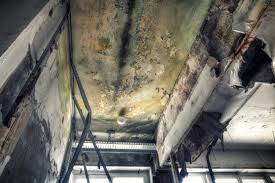 Environmental Consulting for Mold Prevention